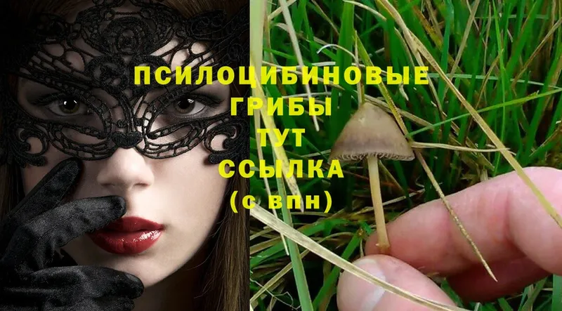 Псилоцибиновые грибы Magic Shrooms  Гдов 